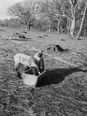 LAMBS FEEDING